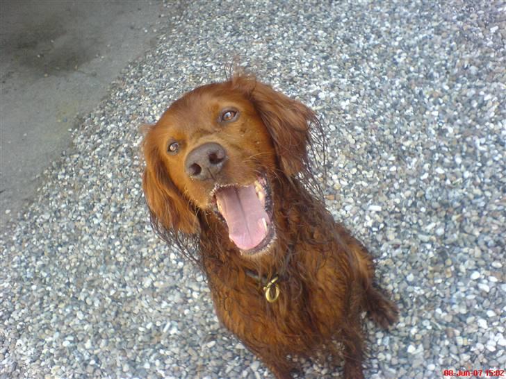 Irsk setter Skovlykkes Frej billede 3