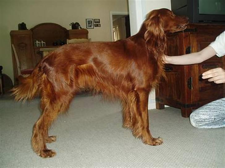 Irsk setter Skovlykkes Frej - Hele frej. billede 4