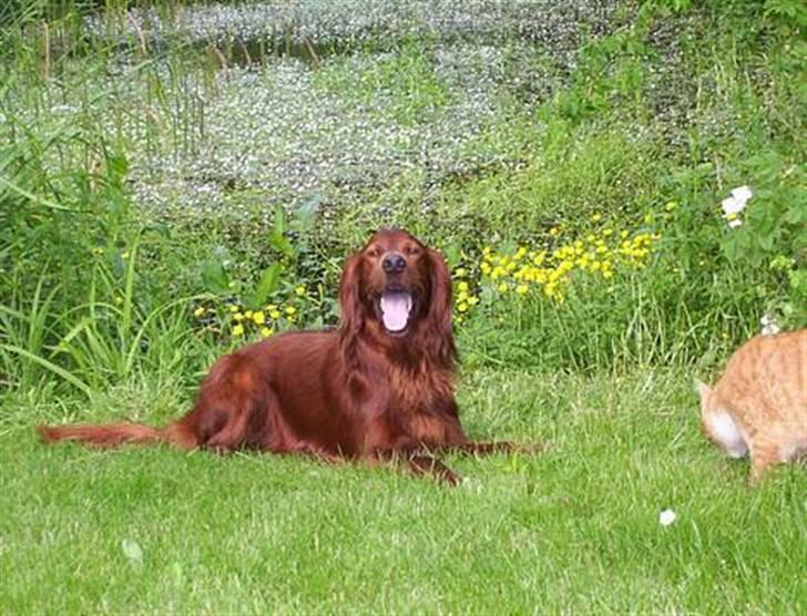 Irsk setter Skovlykkes Frej billede 5