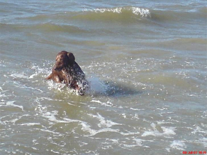 Irsk setter Skovlykkes Frej - Plaskeplask :P billede 6