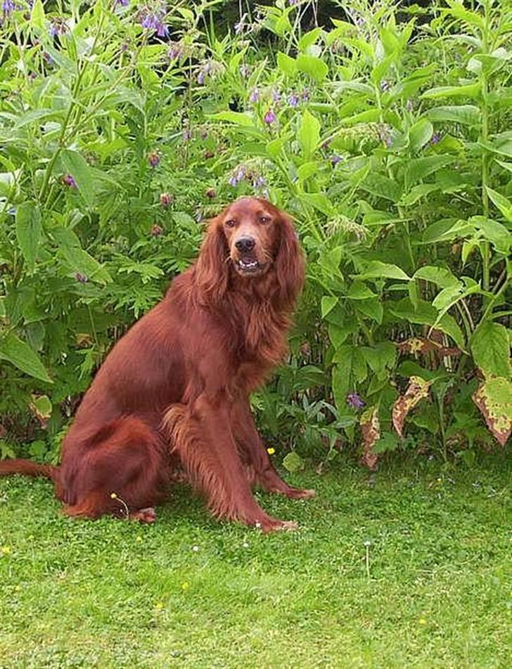 Irsk setter Skovlykkes Frej billede 7