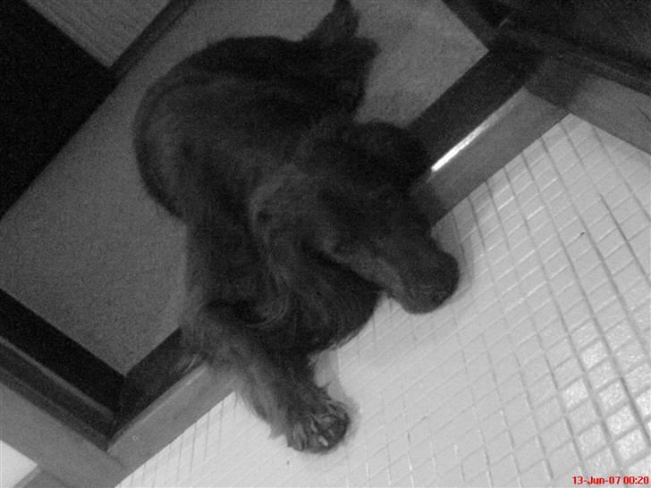 Irsk setter Skovlykkes Frej billede 8