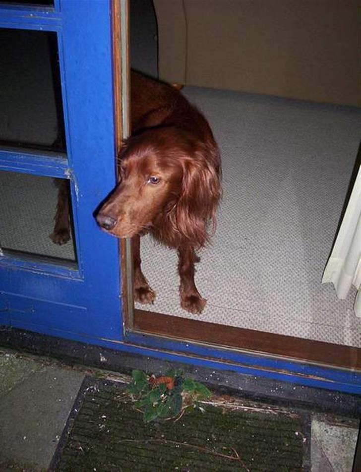 Irsk setter Skovlykkes Frej - Han ved godt han ikke må gå ud.... Men? ;) billede 9