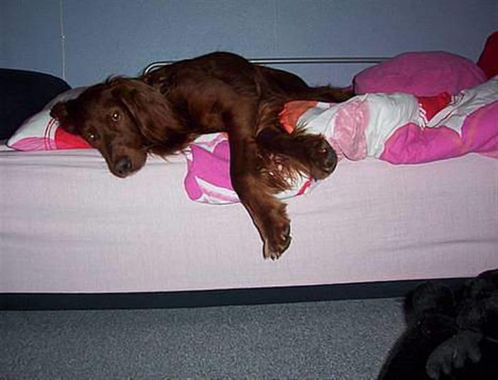 Irsk setter Skovlykkes Frej billede 10