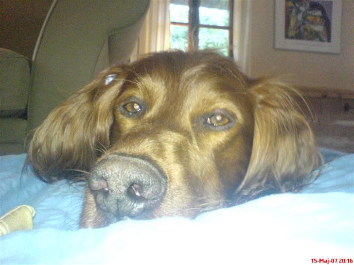 Irsk setter Skovlykkes Frej - Jeg på madras, Frej ligger oven på. det er dejligt at putte :) billede 11