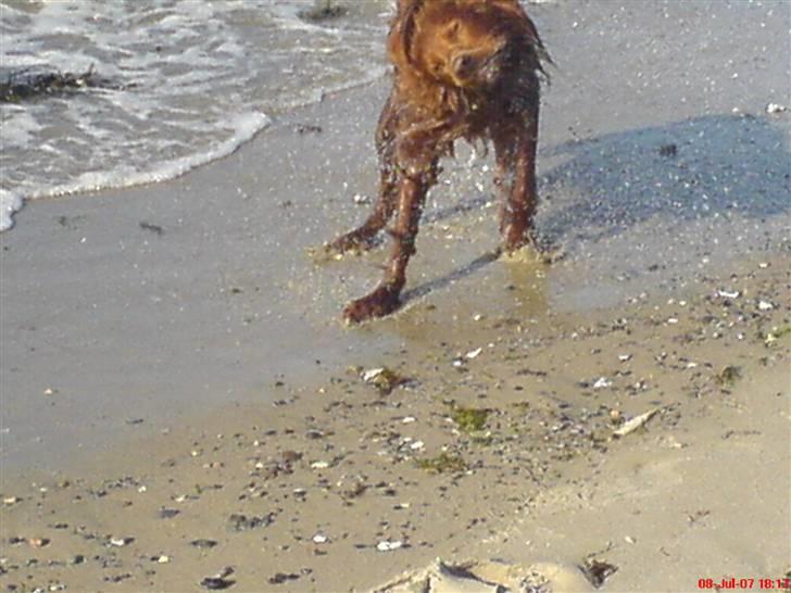 Irsk setter Skovlykkes Frej - Man skal liiiige huske at ryste sig :D billede 12