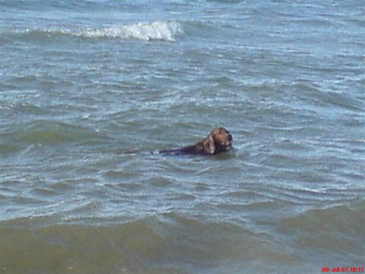 Irsk setter Skovlykkes Frej billede 13