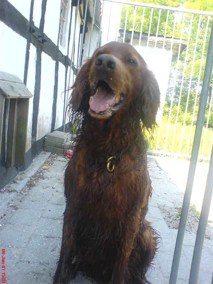 Irsk setter Skovlykkes Frej billede 14