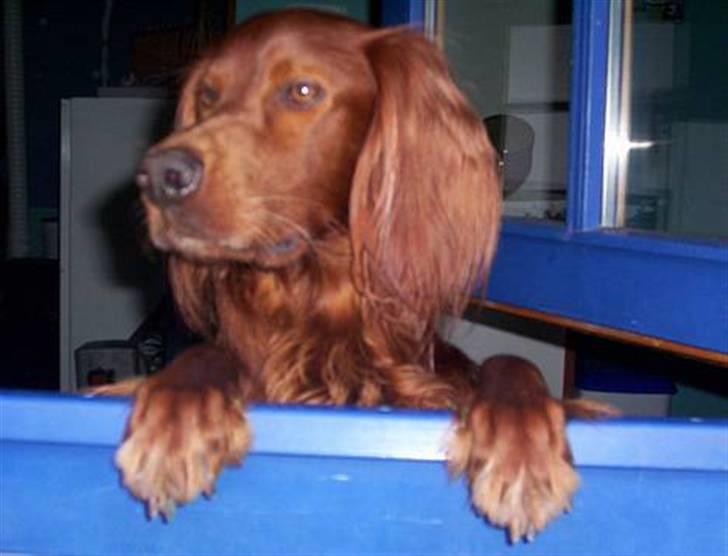 Irsk setter Skovlykkes Frej billede 15