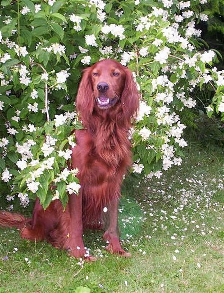 Irsk setter Skovlykkes Frej billede 16