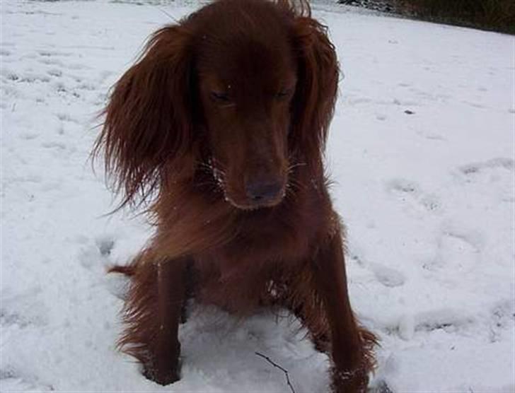 Irsk setter Skovlykkes Frej - uh, sne :D- det kan han godt li´ .. billede 17