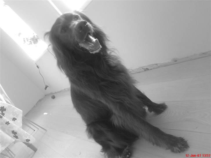 Irsk setter Skovlykkes Frej billede 18