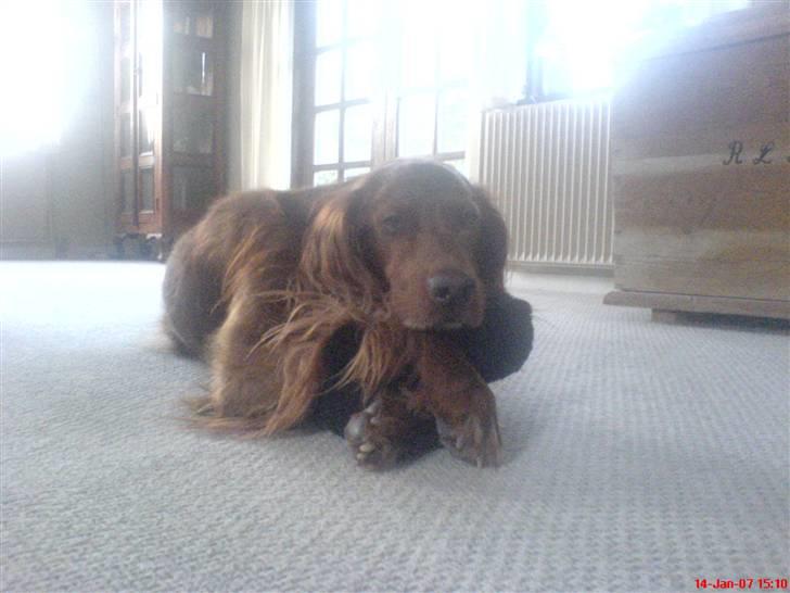 Irsk setter Skovlykkes Frej billede 20