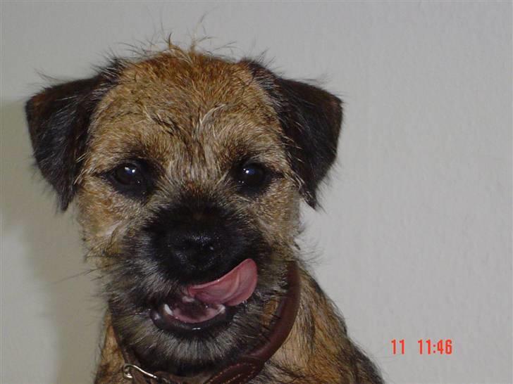 Border terrier Thilde billede 10