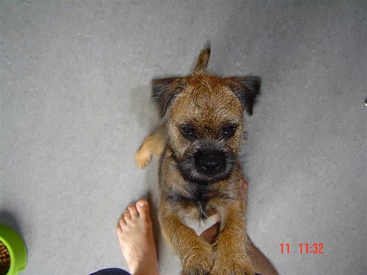 Border terrier Thilde billede 11