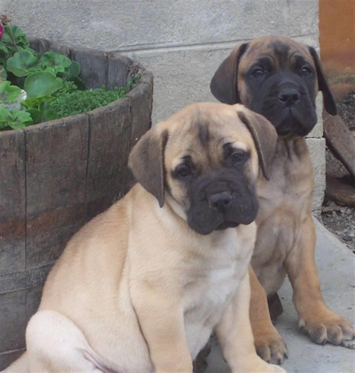 Bullmastiff Charlie(Chandler Bing ) - Charlie og hans bror 8 uger gamle billede 1