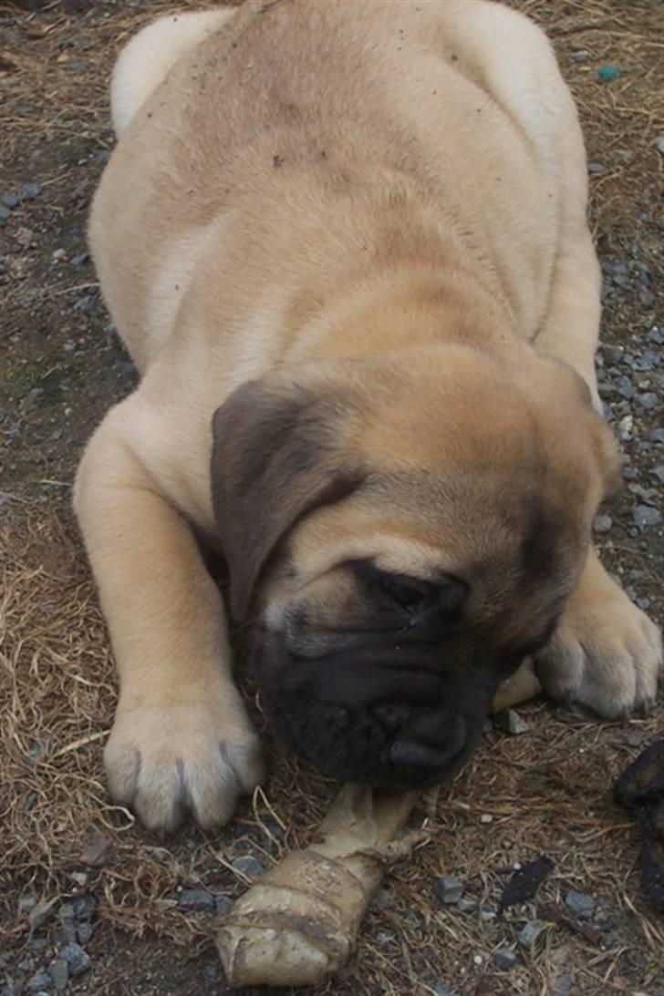 Bullmastiff Charlie(Chandler Bing ) - Her er jeg 7 uger gammel med mit første tyggeben billede 2