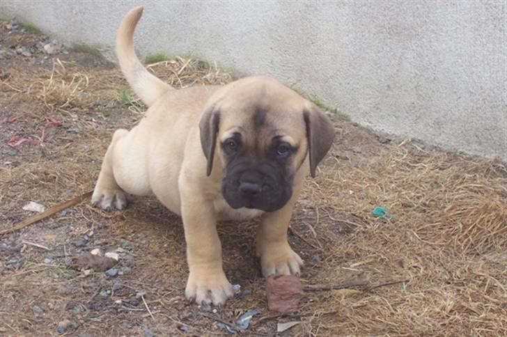 Bullmastiff Charlie(Chandler Bing ) - Jeg strækker mig lige efter en lur med min mor billede 3