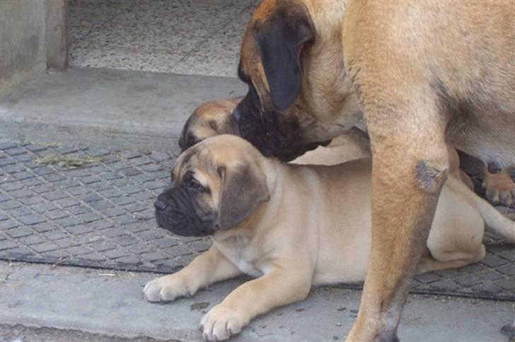 Bullmastiff Charlie(Chandler Bing ) - Så bliver jeg lige nusset, inden jeg skal rejse til Danmark billede 4