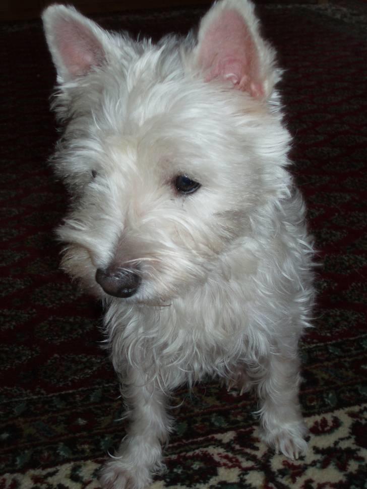 West highland white terrier Nala billede 1