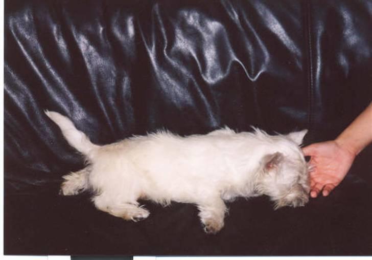 West highland white terrier Nala billede 2