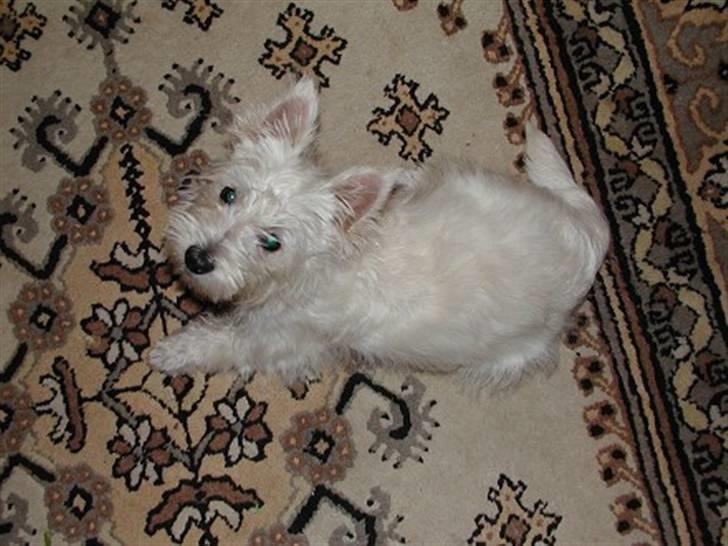 West highland white terrier Nala billede 3
