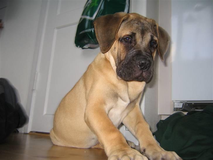Bullmastiff Charlie(Chandler Bing ) - Jeg er lige lidt betuttet, her i mit nye hjem.. billede 5