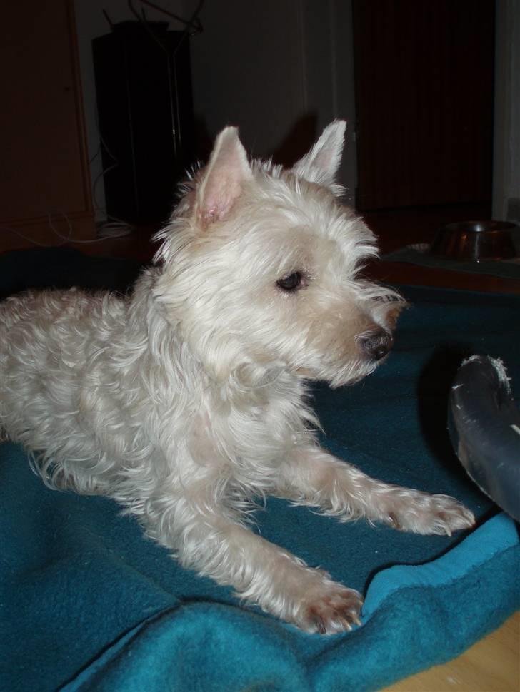 West highland white terrier Nala billede 4