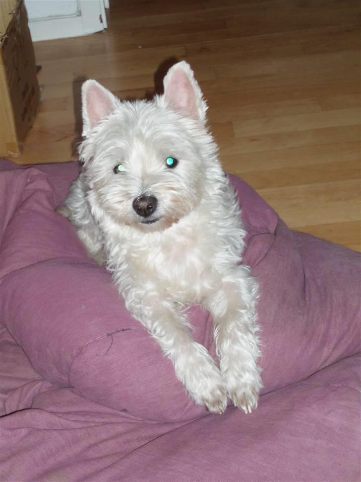 West highland white terrier Nala billede 5