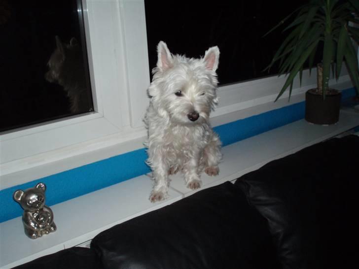 West highland white terrier Nala billede 6