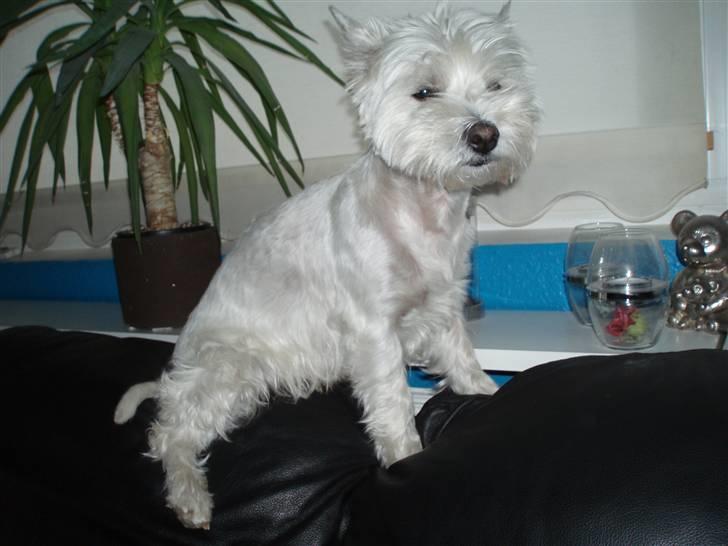 West highland white terrier Nala billede 7
