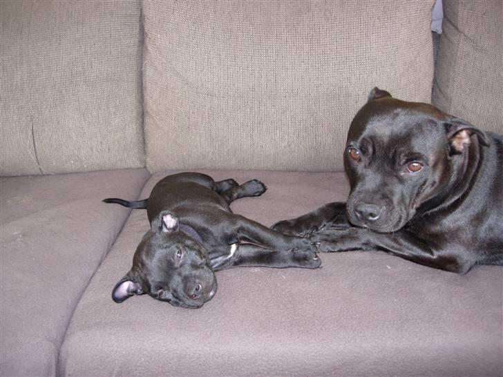 Staffordshire bull terrier Miclu - Hygger med mor... (7 uger) billede 4