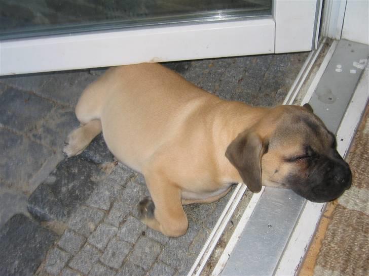 Bullmastiff Charlie(Chandler Bing ) - jeg nåede næsten helt hjem :) billede 6