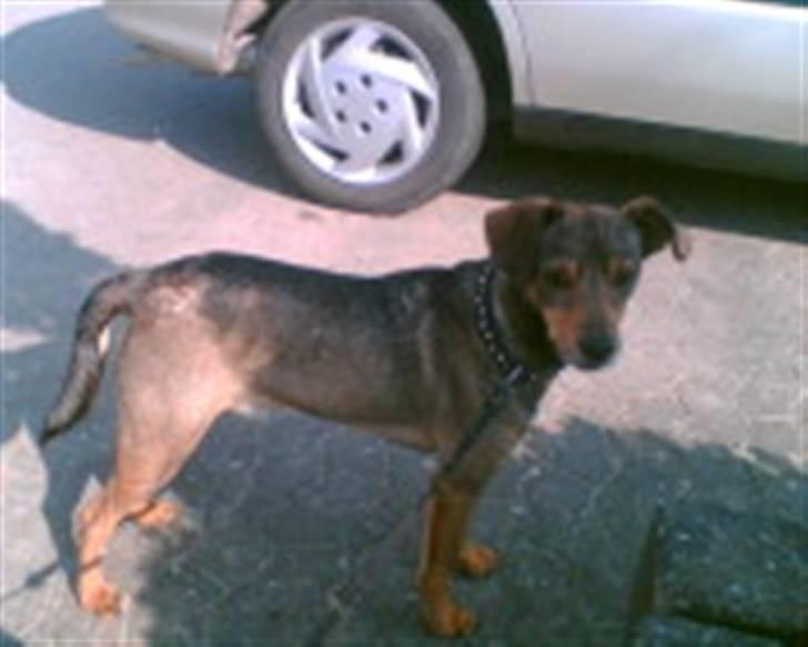 Blanding af racer Vaks - Vaks <3 billede 1