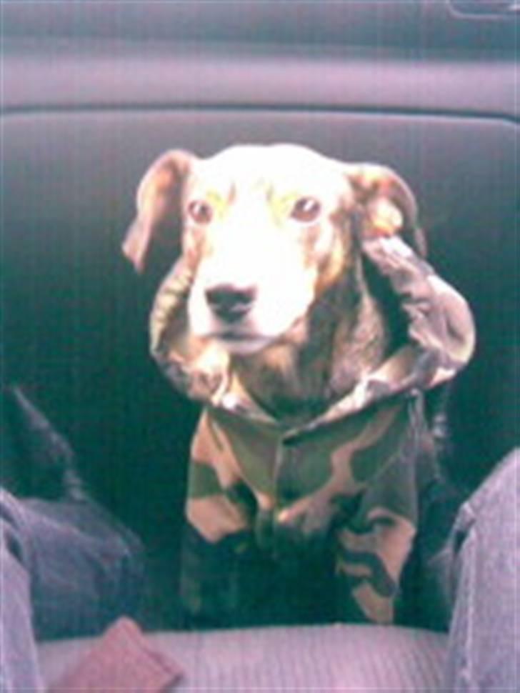 Blanding af racer Vaks - seje Vaks med sin militærtrøje billede 2