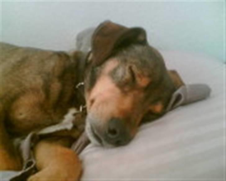 Blanding af racer Vaks - Vaks. billede 3