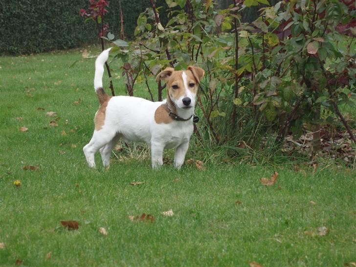 Jack russell terrier Diesel - Ligner en der tænker; bliver du ved med at følge mig med det latterlige kamera.... billede 17