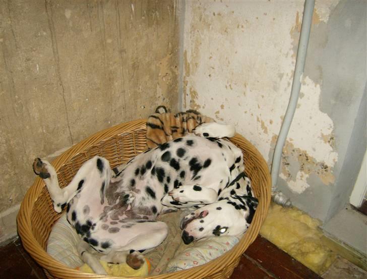 Dalmatiner Minalli's Noble Naval - Og sådan ligger man så og sover  :-) billede 6