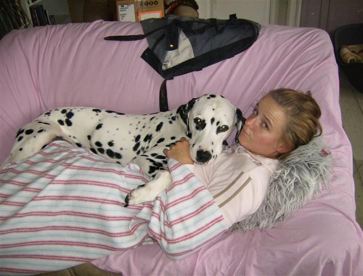 Dalmatiner Minalli's Noble Naval - "Vi laver da ikke noget vi ikke må..... gør vi??" billede 7