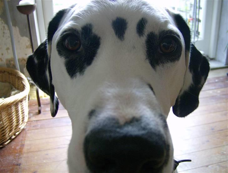 Dalmatiner Minalli's Noble Naval - How are you doing??  billede 8