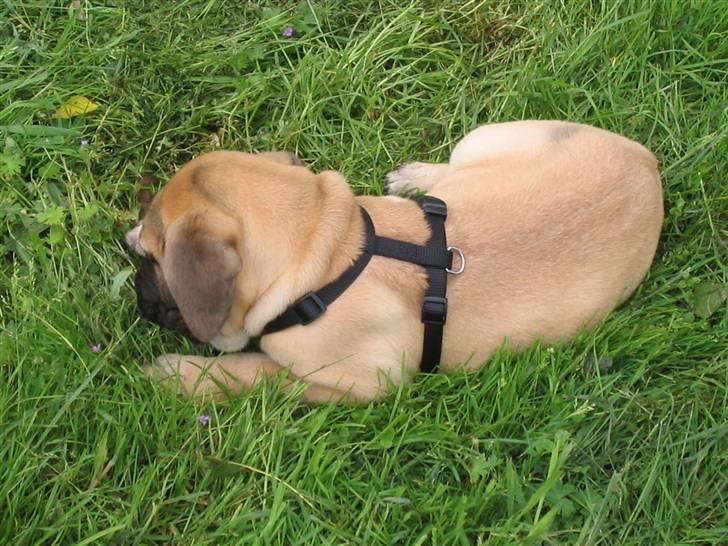 Bullmastiff Charlie(Chandler Bing ) - Her er jeg på vej hjem til Danmark, tager lige en slapper i Holland billede 7