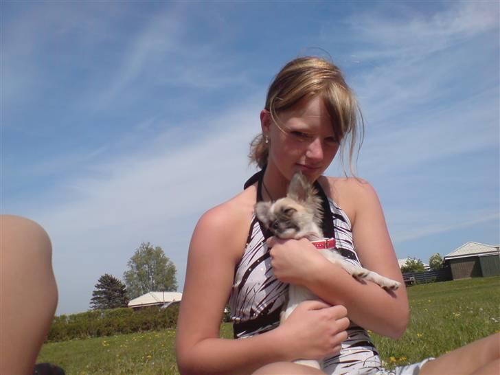 Chihuahua Dior - Sandra og Dior billede 1