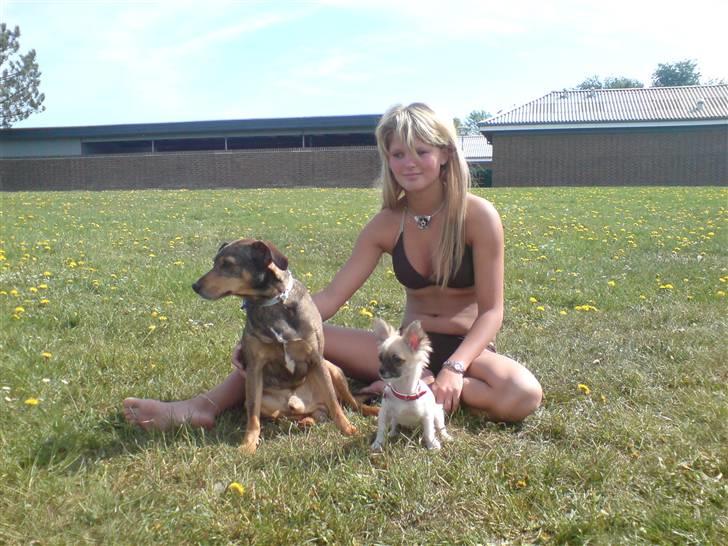 Chihuahua Dior - Vaks, Dior og Jeg billede 2