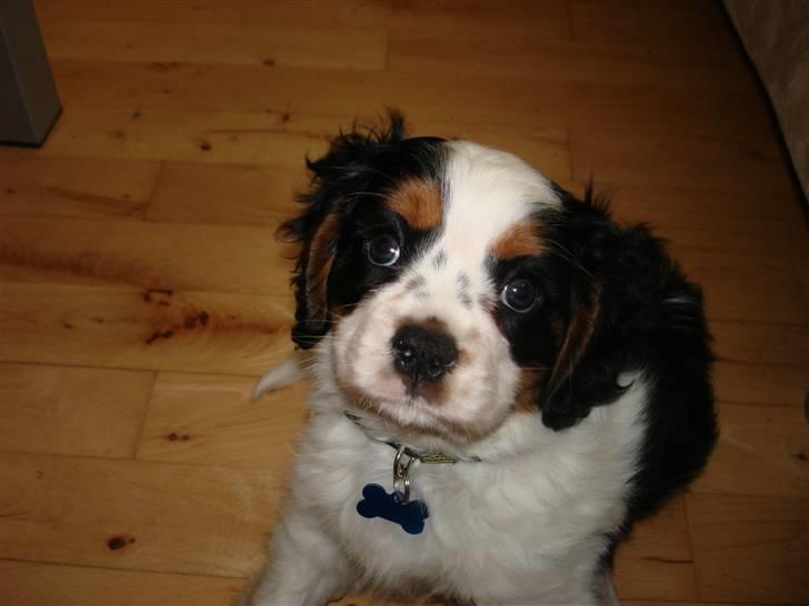 Cavalier king charles spaniel fønix - Er jeg ikke bare sød? billede 1