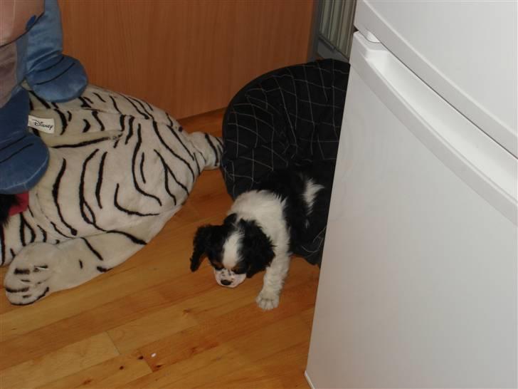 Cavalier king charles spaniel fønix billede 2