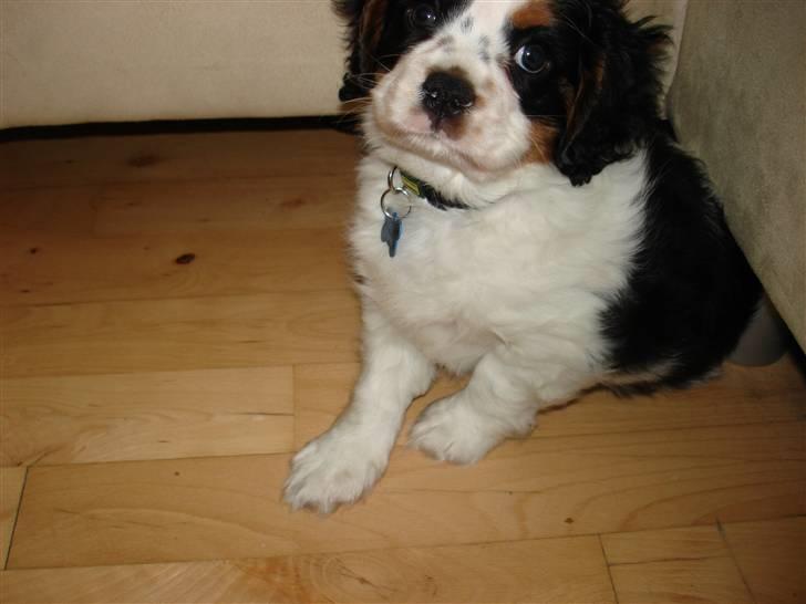 Cavalier king charles spaniel fønix billede 3