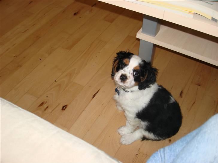 Cavalier king charles spaniel fønix billede 4