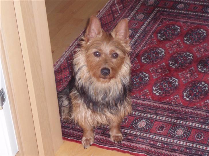 Australsk terrier Bastian & Terry - Bastian på besøg hos Olde-Gerda. Sidder pænt i håb om en godbid.... billede 6