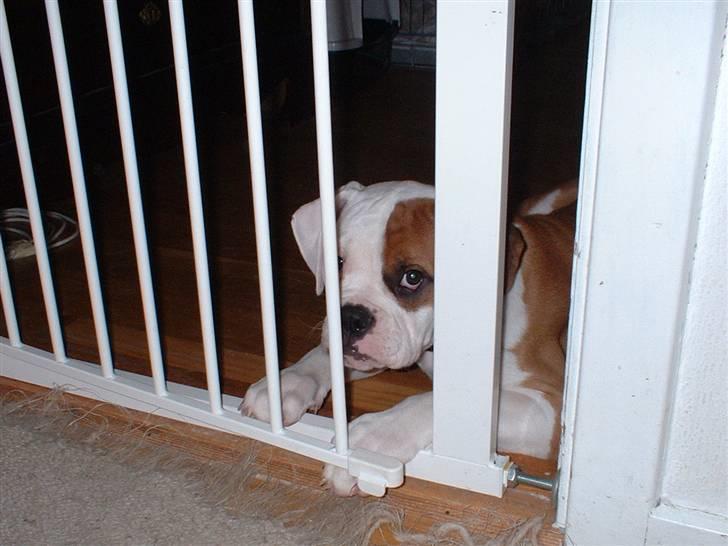 Amerikansk bulldog RIP - Eriksson Sir Peppe - Mon de ligger mærke til at jeg er på vej ind?? :o) billede 13