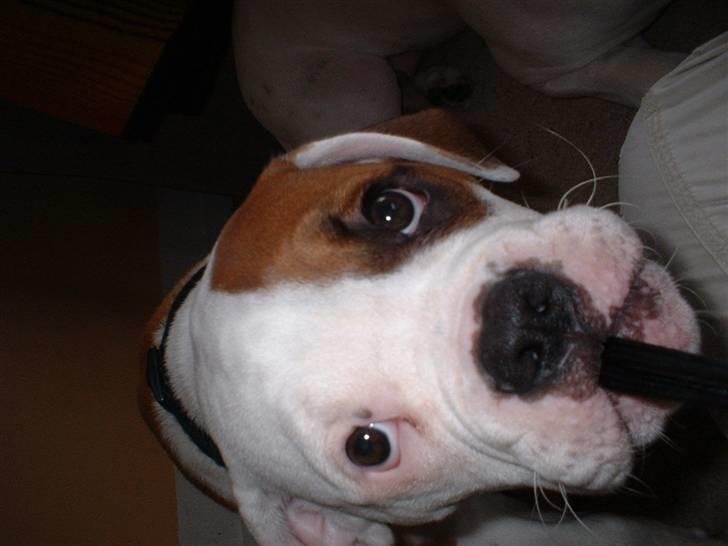 Amerikansk bulldog RIP - Eriksson Sir Peppe - Giv mig så det kamera..... Jeg gider ikke have taget flere billeder!! billede 14